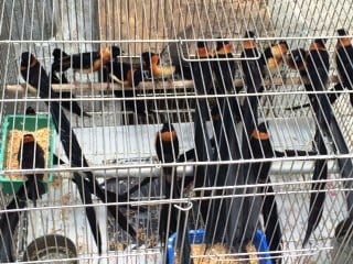 bird market 4