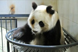 chengdu panda nest